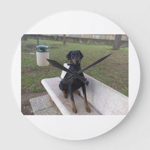 doberman pincher sitting large clock