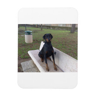 doberman pincher sitting magnet