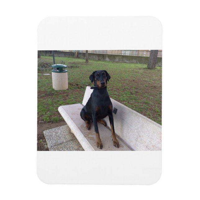 doberman pincher sitting magnet (Vertical)