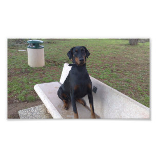 doberman pincher sitting photo print