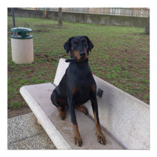doberman pincher sitting poster