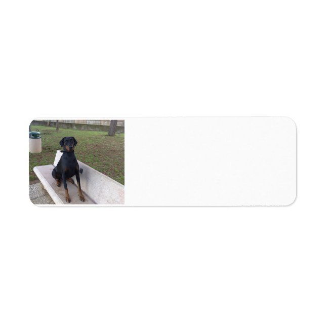 doberman pincher sitting return address label (Front)