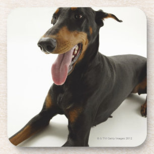 Doberman Pinscher 2 Coaster