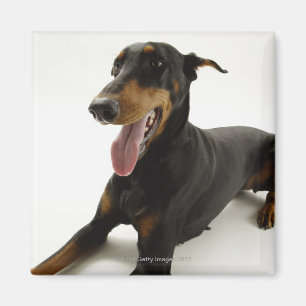 Doberman Pinscher 2 Magnet