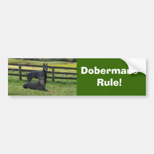Doberman Pinscher Buddies Bumper Sticker
