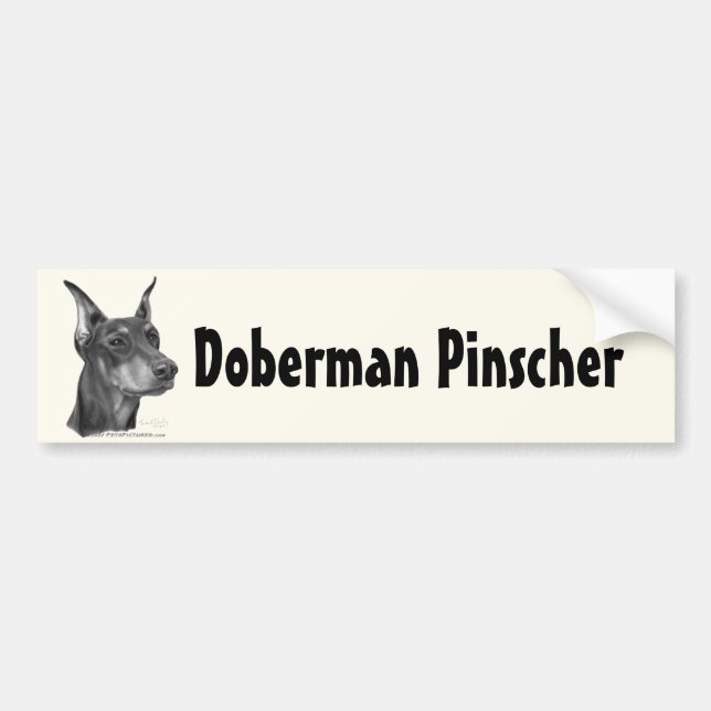 Doberman Pinscher Bumper Sticker (Front)