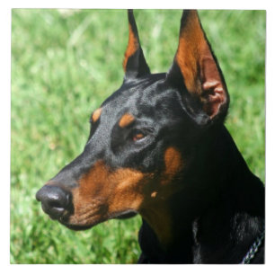 Doberman Pinscher Ceramic Tile