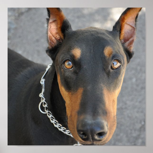 Doberman Pinscher Dog Print (Front)