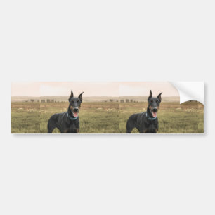 Doberman Pinscher In Field Bumper Sticker