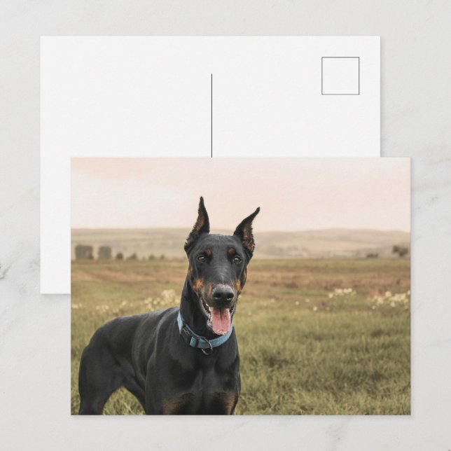 Doberman Pinscher In Field Postcard (Front/Back)