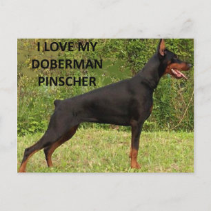 doberman pinscher love w pic postcard