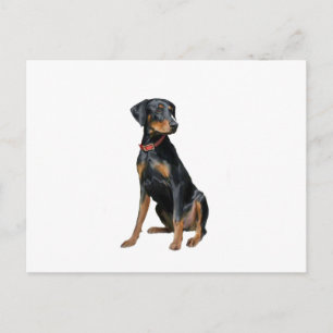 Doberman Pinscher (natural) Postcard