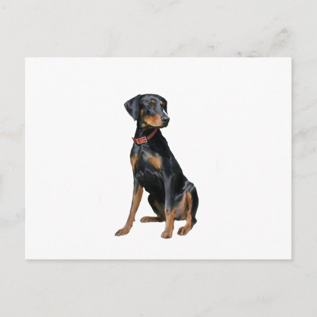 Doberman Pinscher (natural) Postcard (Front)