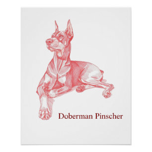 Doberman Pinscher Pencil Drawing Portrait Poster