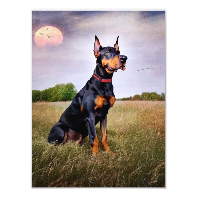 Doberman Pinscher Photo Print (Front)