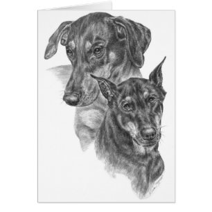 Doberman Pinscher Portrait Drawing by Kelli Swan
