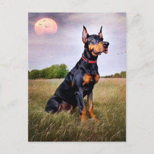 Doberman Pinscher Postcard