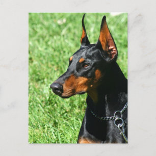 Doberman Pinscher postcard