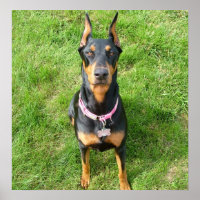 Doberman Pinscher