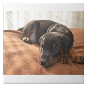 doberman-pinscher-puppy ceramic tile