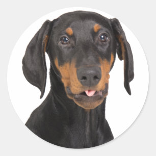 doberman pinscher puppy classic round sticker