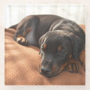 doberman-pinscher-puppy glass coaster
