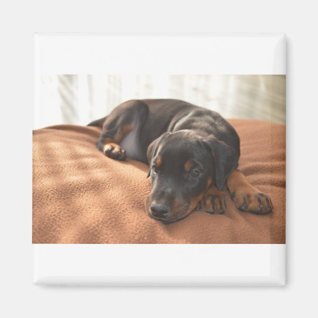 doberman-pinscher-puppy magnet (Front)