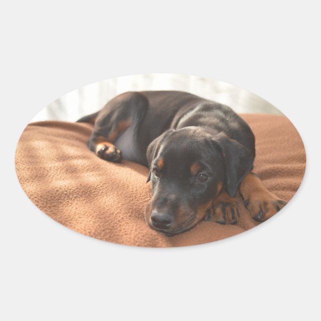 doberman-pinscher-puppy oval sticker (Front)