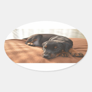 doberman-pinscher-puppy oval sticker