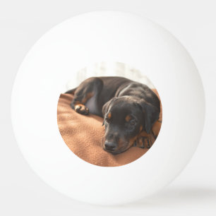 doberman-pinscher-puppy ping pong ball