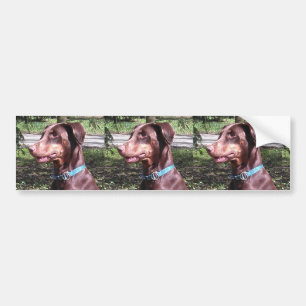 Doberman Pinscher Red Bumper Sticker