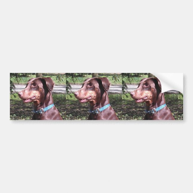 Doberman Pinscher Red Bumper Sticker (Front)