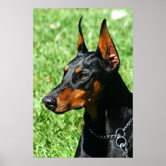Doberman poster (Front)