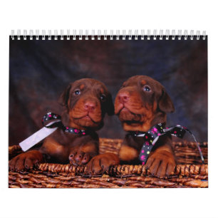 Doberman Puppy Calendar