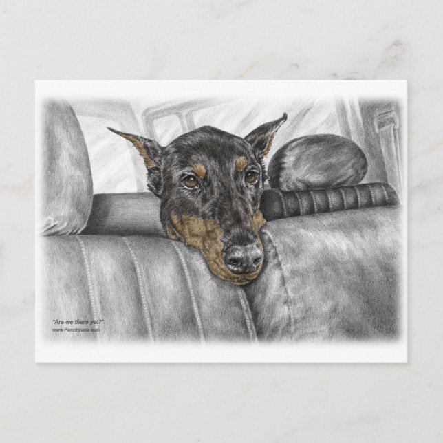 Doberman Riding in Car Postcard (Front)