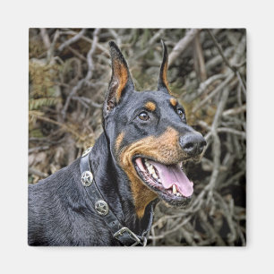 Doberman Smile Magnet