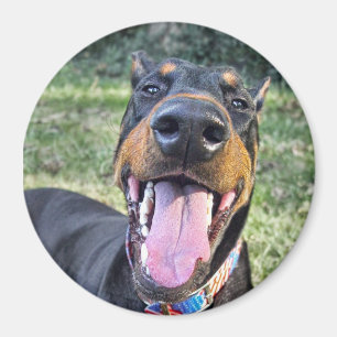 Doberman Smiling Magnet