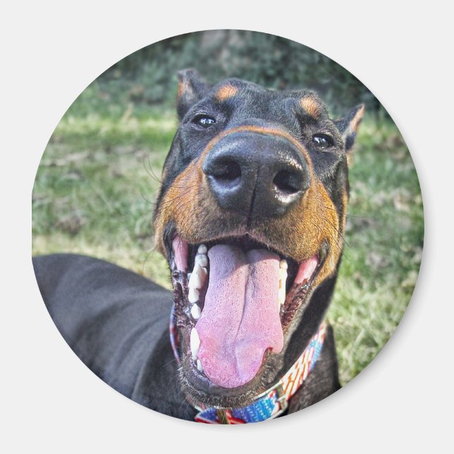 Doberman Smiling Magnet (Front)