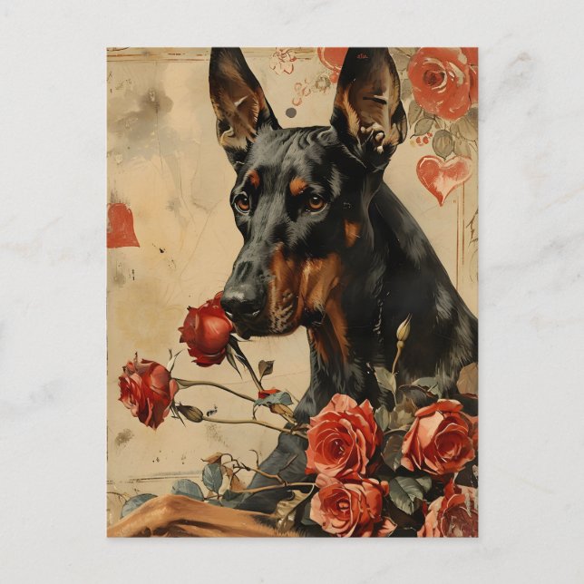 Doberman Vintage Valentine's day  Postcard (Front)