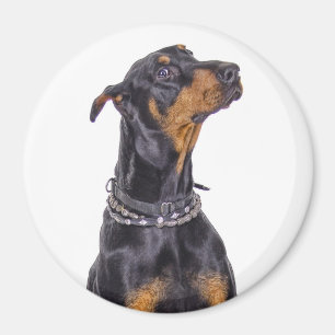 Doberman With Sneaky Look Magnet