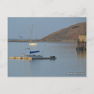 Dock Seal Wakes Blue Beach Song™ Postcard