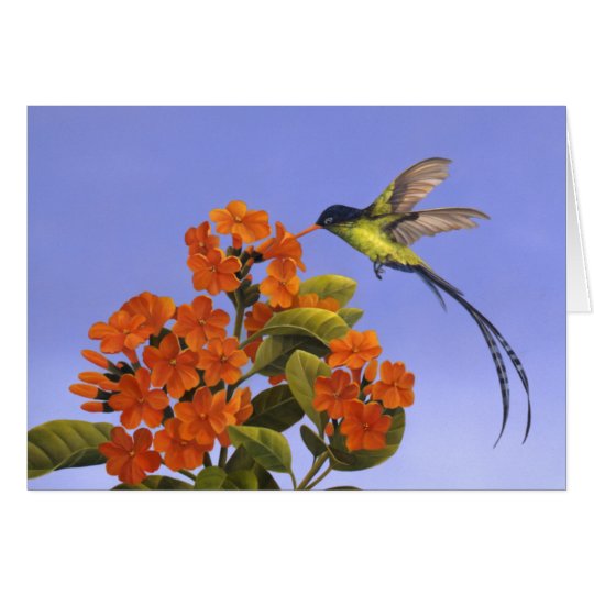 Doctorbird - National bird of Jamaica Card