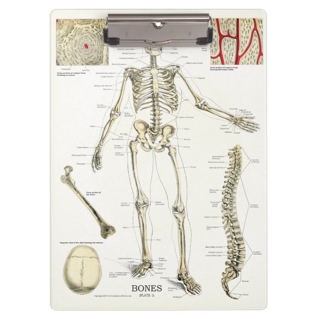 Doctors Office Skeleton Anatomy Clipboard (Front)