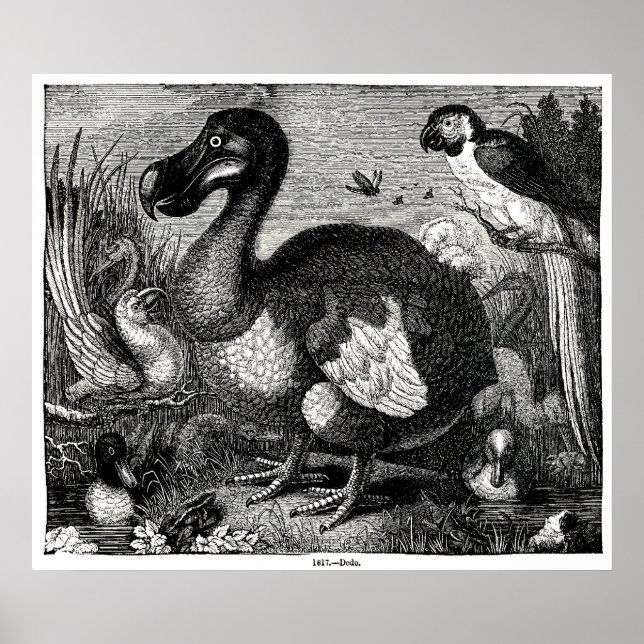 Dodo Antique Print (Front)