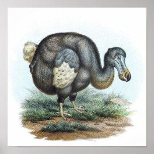 Dodo Bird Illustration Poster