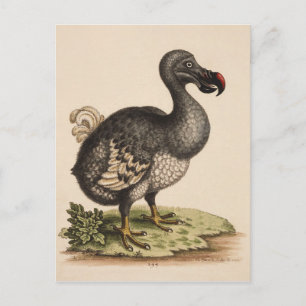 Dodo Postcard