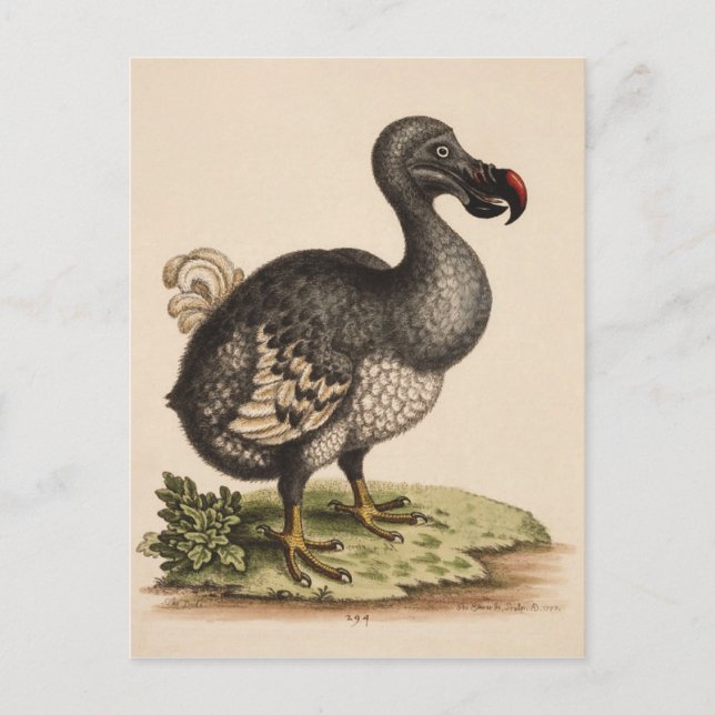 Dodo Postcard (Front)