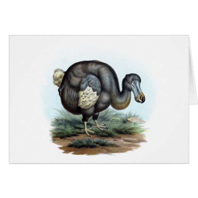 Dodo (Raphus cucullatus) (Front Horizontal)