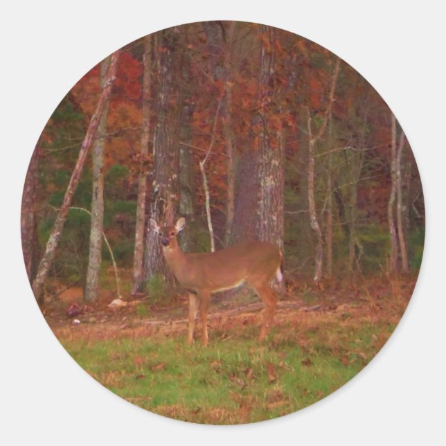 Doe a Deer in Lake Arrowhead Classic Round Sticker (Front)