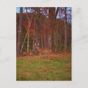 Doe a Deer in Lake Arrowhead Postcard